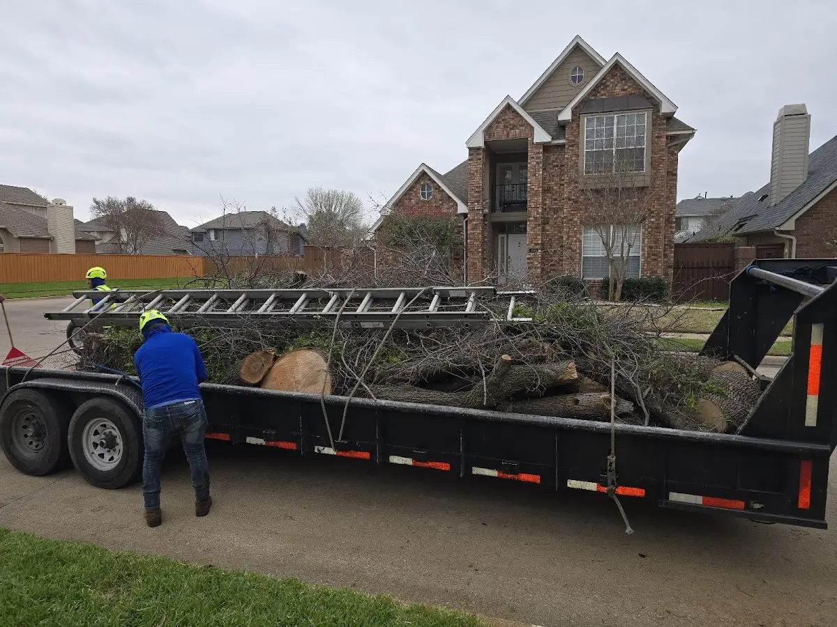 Expert Tree Pest Control with proper safety equipment in Essex